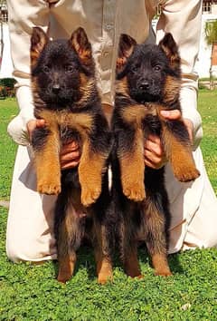 German Shepherd triple  coat puppies for sale