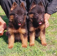 Top quality German Shepherd double caot puppies for sale