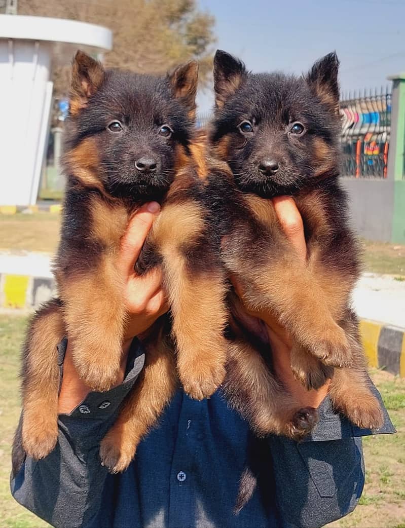 Top quality German Shepherd double caot puppies for sale 1