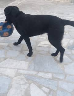 original Labrador female