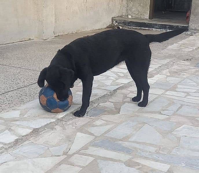 original Labrador female 2