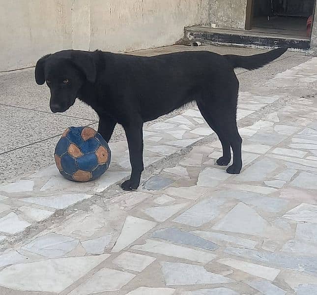 original Labrador female 4