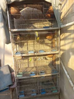 Budgies Cage