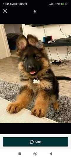 German Shepherd long coat puppy wattsapp only