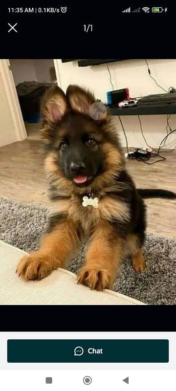 German Shepherd long coat puppy wattsapp only 0