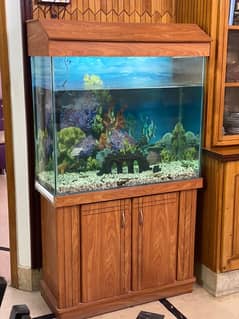 fish aquarium