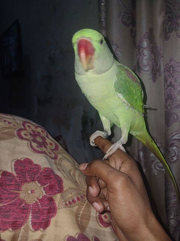 male kashmiri parrot  available 2