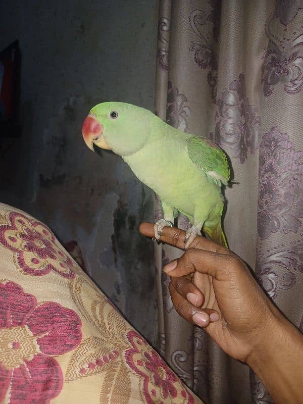 male kashmiri parrot  available 3