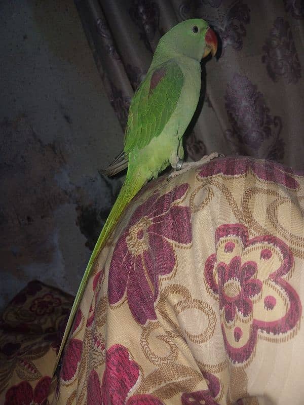 male kashmiri parrot  available 1