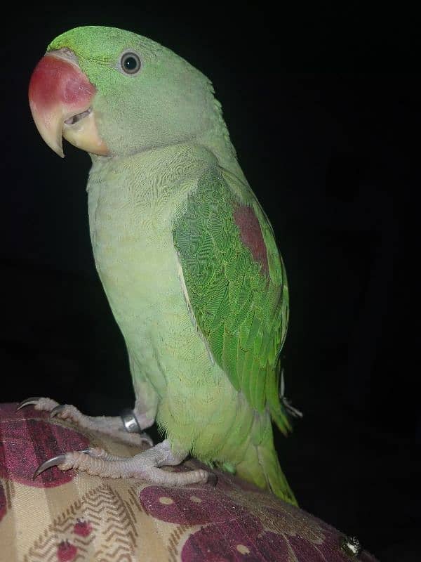 male kashmiri parrot  available 0