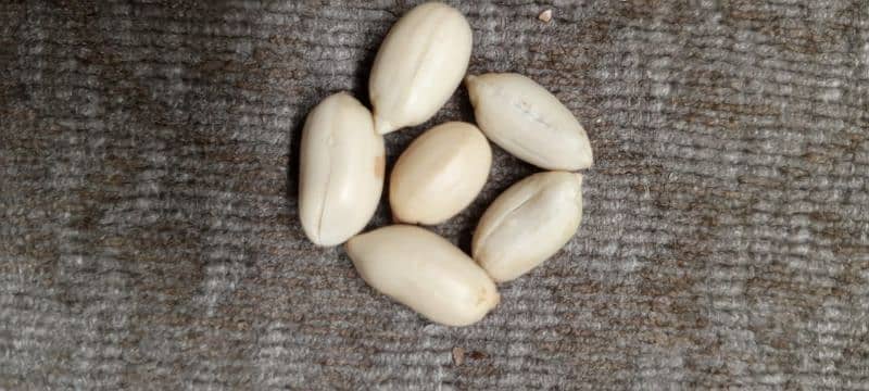 Fresh Roasted Mong Phali (Peanut) 1