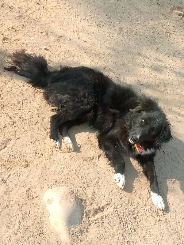 Black Bakarwal dog for sale 0