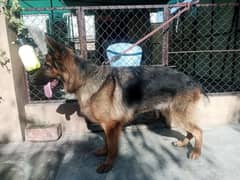 German Shepherd Female Dog