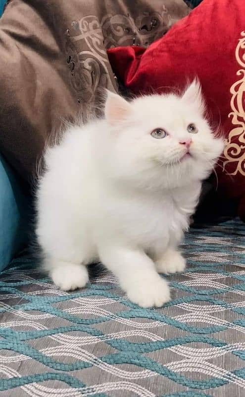 Persian cats for sale. Price 8000. Delivery anywhere in  Pakistan. 0