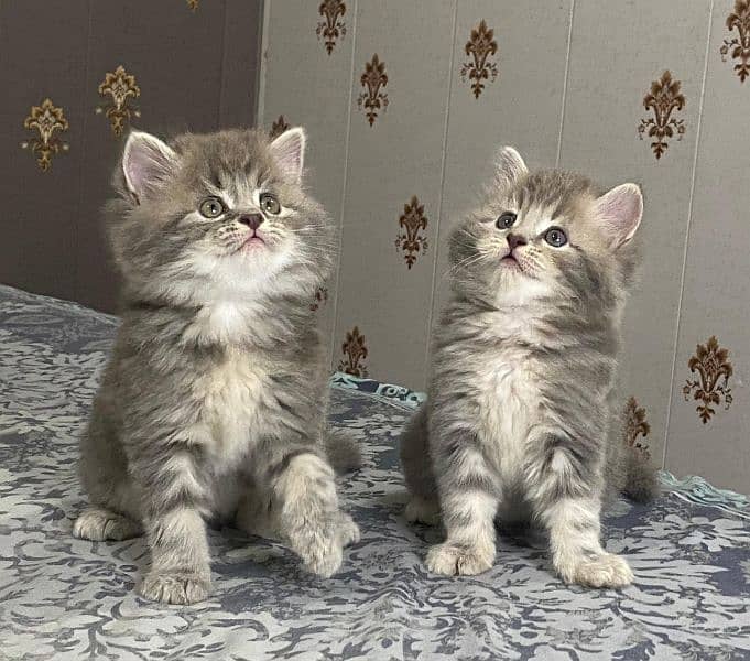 Persian cats for sale. Price 8000. Delivery anywhere in  Pakistan. 1