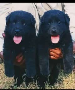 black German Shepherd long coa / puppy / GSD pup  /German Shepherd Dog