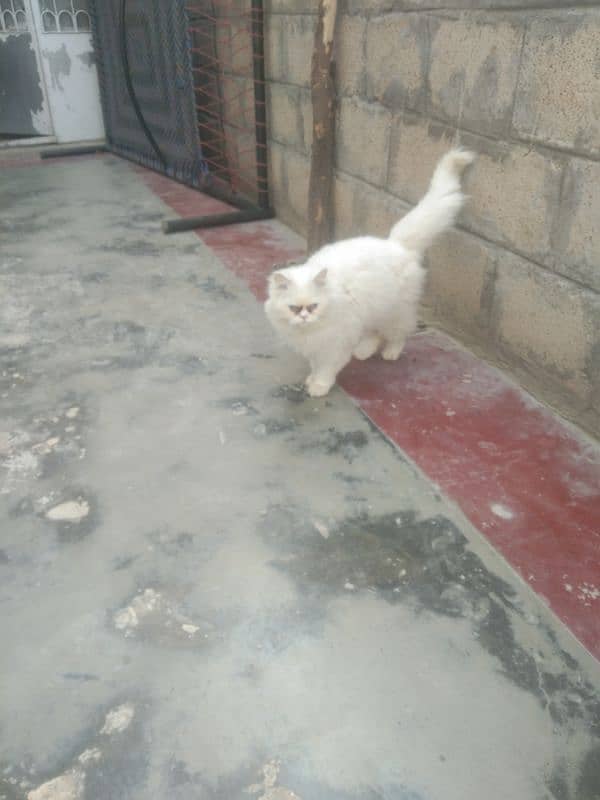 Persian pregnant cat punched face triple white Cort 12