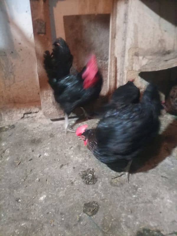 Black Bantam Zero Size Pair. 0