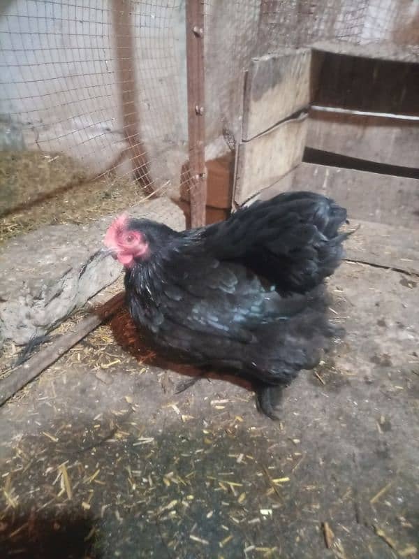 Black Bantam Zero Size Pair. 1