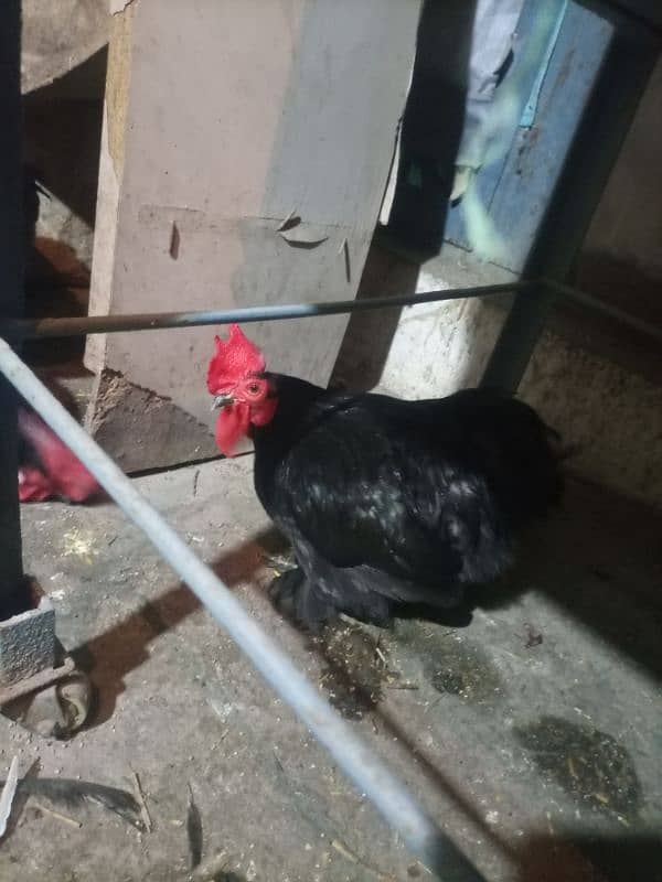 Black Bantam Zero Size Pair. 2