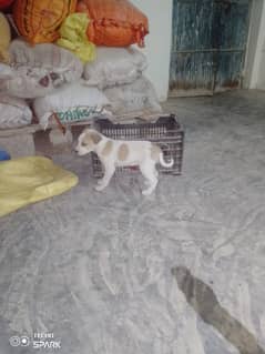 gultair puppies for sale contact 03030510391