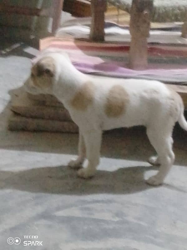 gultair puppies for sale contact 03030510391 1