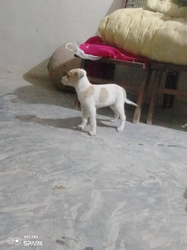 gultair puppies for sale contact 03030510391 2