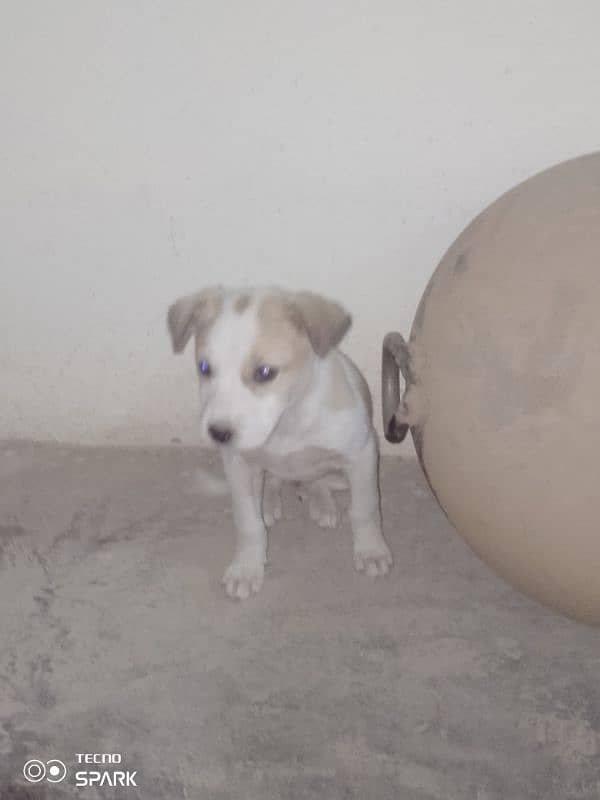 gultair puppies for sale contact 03030510391 3