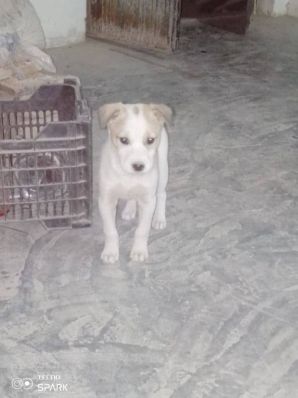 gultair puppies for sale contact 03030510391 4