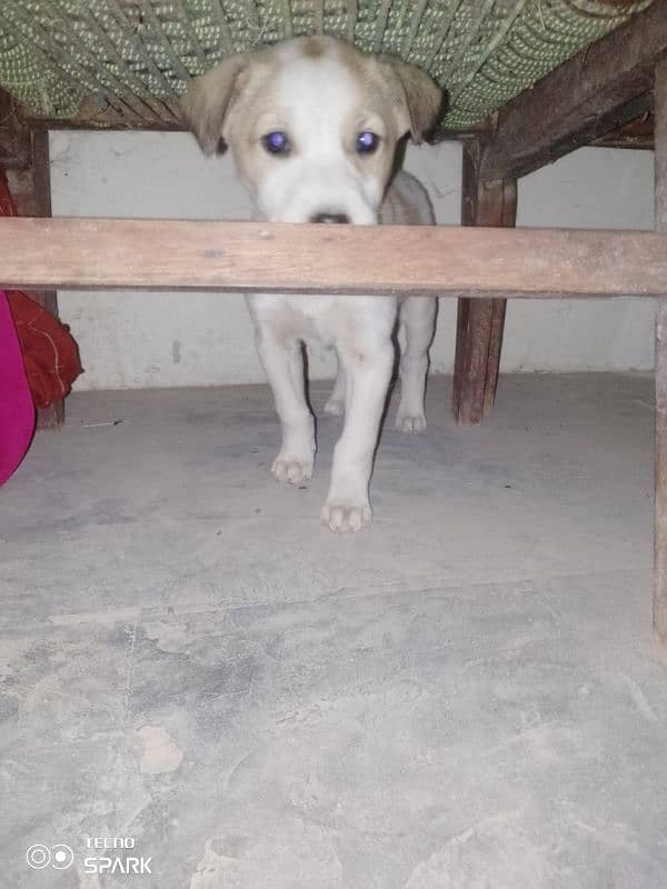 gultair puppies for sale contact 03030510391 5