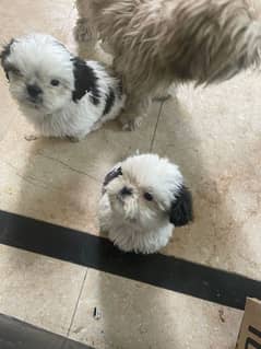 Shihtzu male for sale healthy dog