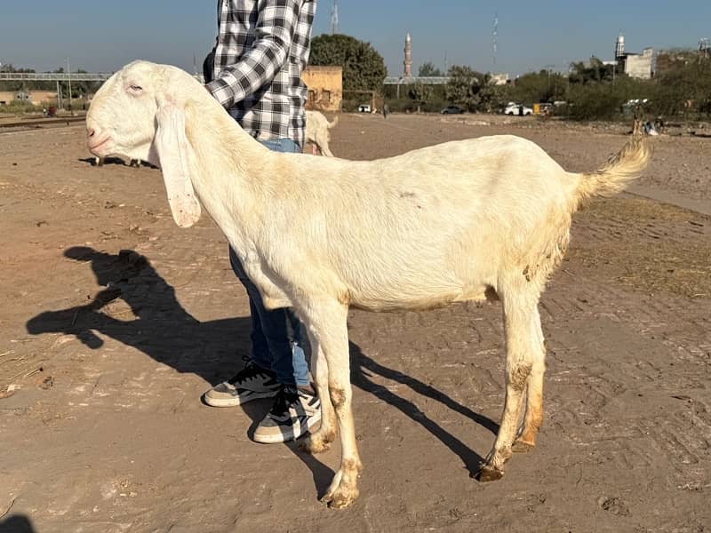 rajanpori bakri 3 month gaban 1