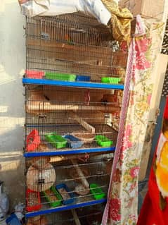 Parrot Cages