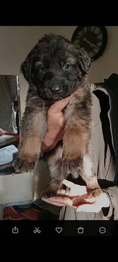 German shepherd puppies looking for new home