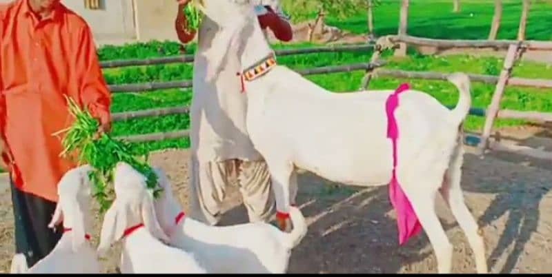 gulabi Bakri 3 bacchon ke sath For sale WhatsApp on 0311,7478,299 1