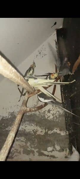 cooktail parrots 0