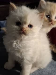 Persian Kittens