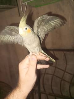 cockatiel