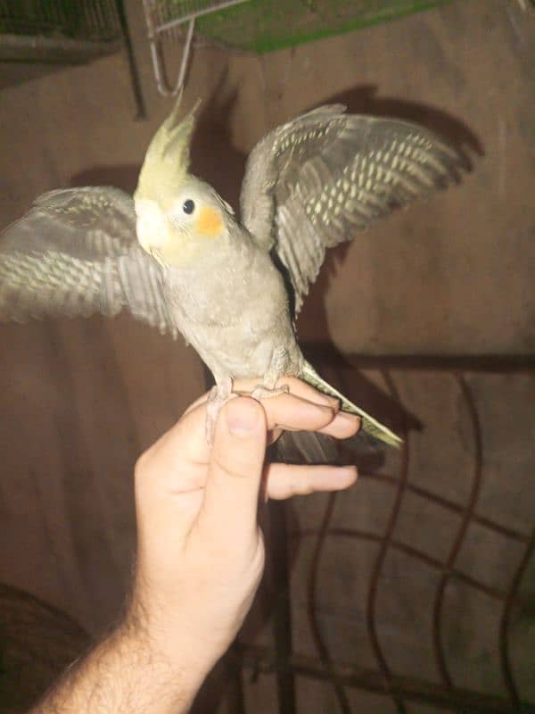 cockatiel hand tame 0