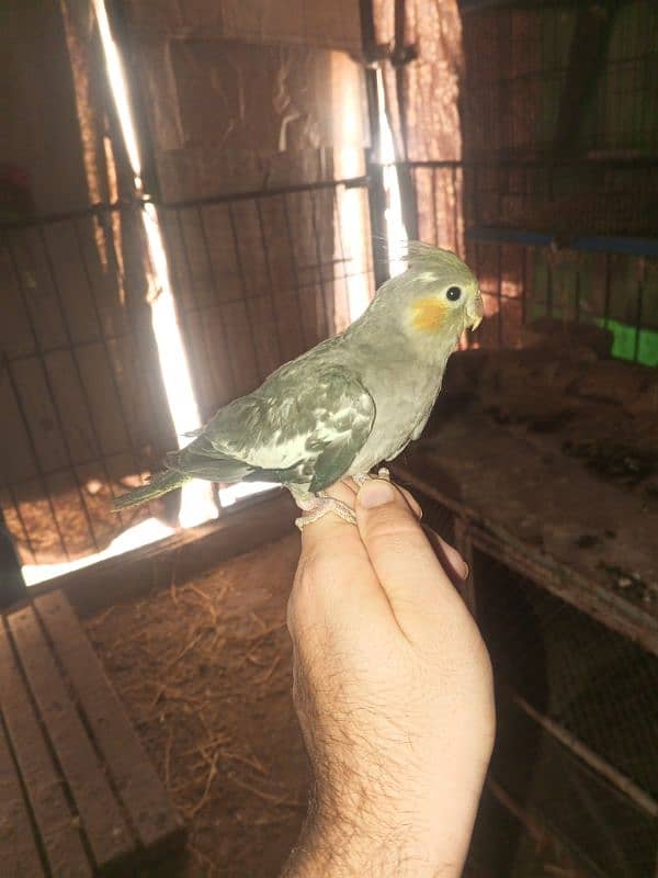 cockatiel hand tame 1