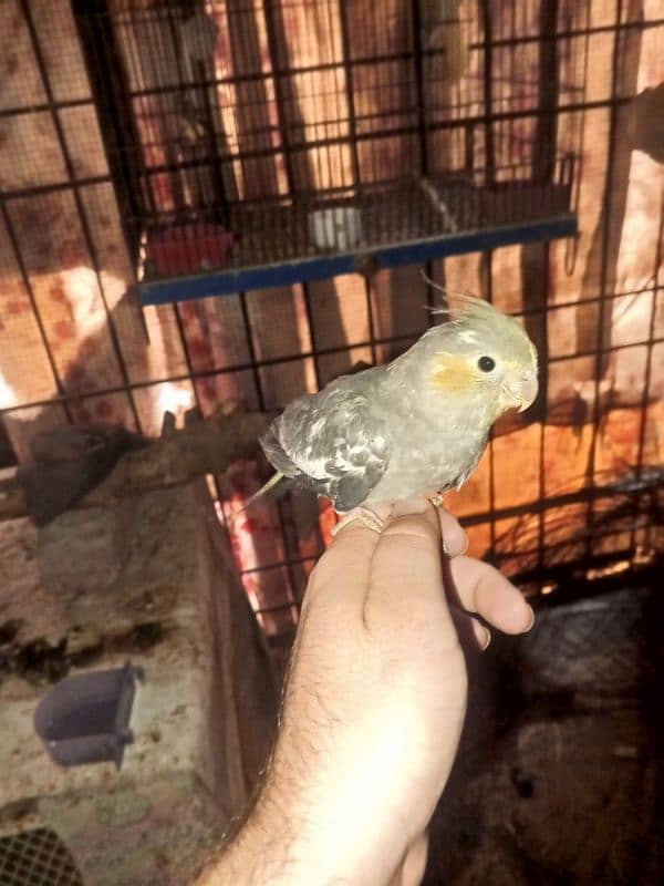 cockatiel hand tame 2