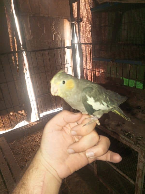 cockatiel hand tame 3