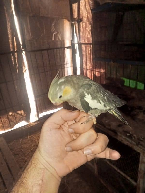 cockatiel hand tame 4