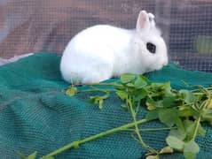 Ahad rabit farm all rabit breed available in cheep price