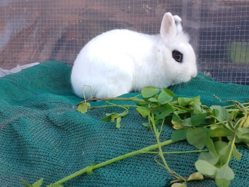 Ahad rabit farm all rabit breed available in cheep price 0