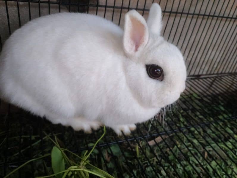 Ahad rabit farm all rabit breed available in cheep price 1