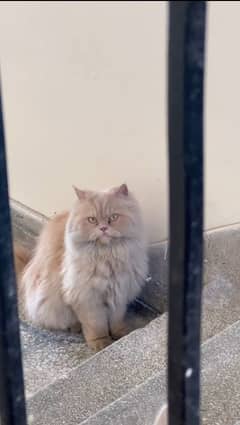 Persian cat