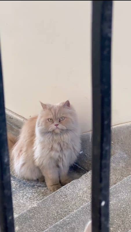 Persian cat 0