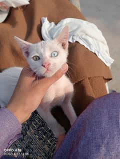 Turkish cat ka baby ha blue eyes full white