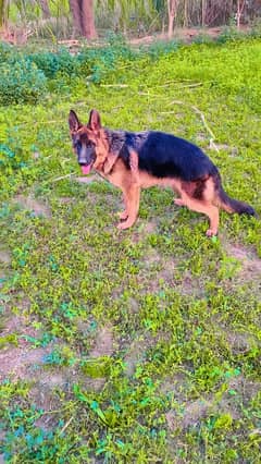 German shepherd triple Coated female